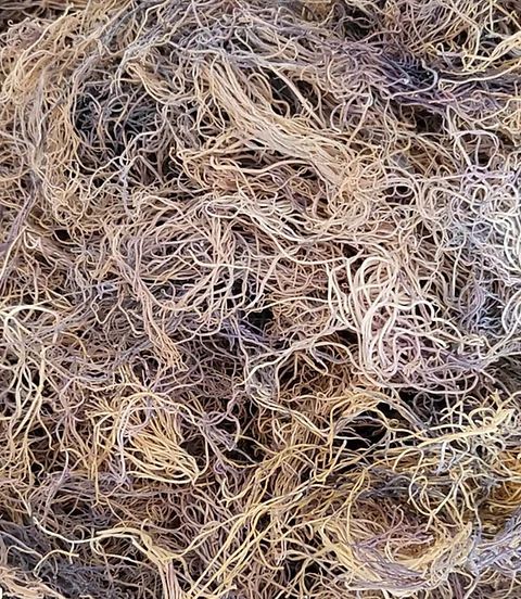 Irish Sea Moss vs. Sea Moss from Honduras: What’s the Difference?