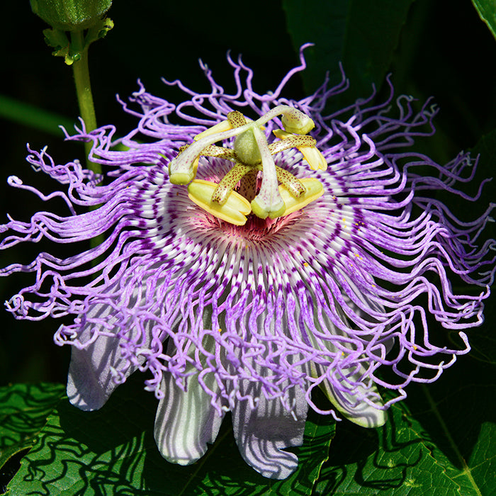 🌿 Ready to Ditch the Pills? Discover Natural Calm with Passionflower Tincture! 🌿