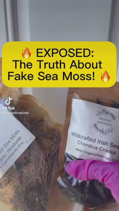 Irish Sea Moss / Chondrus Crispus